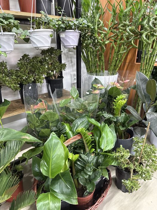 Комнатные растения по самым низким ценам