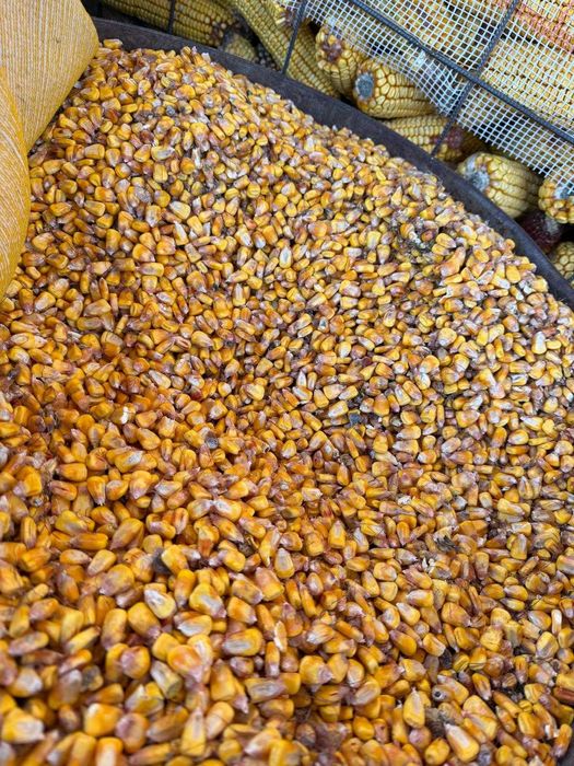 Vând porumb boabe