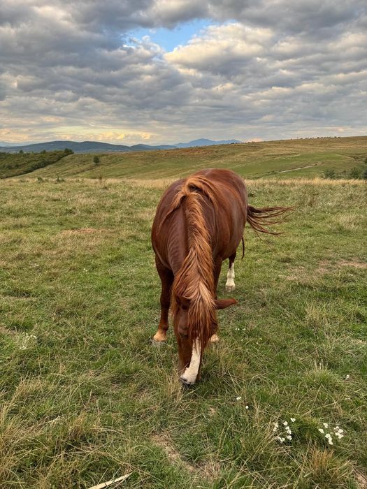Vând cal de 8 ani