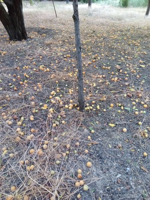 Corcodușe coapte sau verzi pentru procesare
