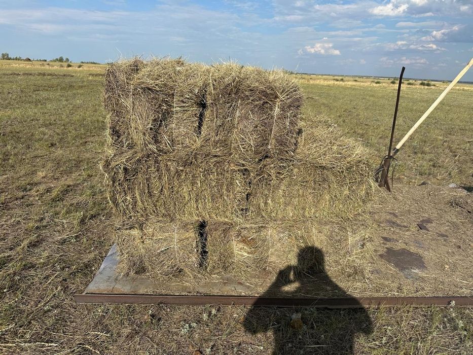 Шөп! Сено в Тюках