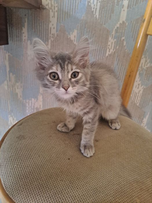 Отдам котёнка  (девочка)в добрые руки