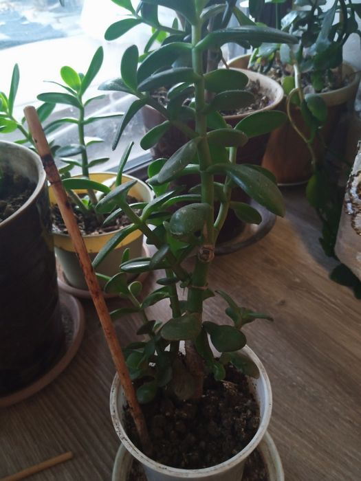 Цветы: толстянка, каланхоэ.