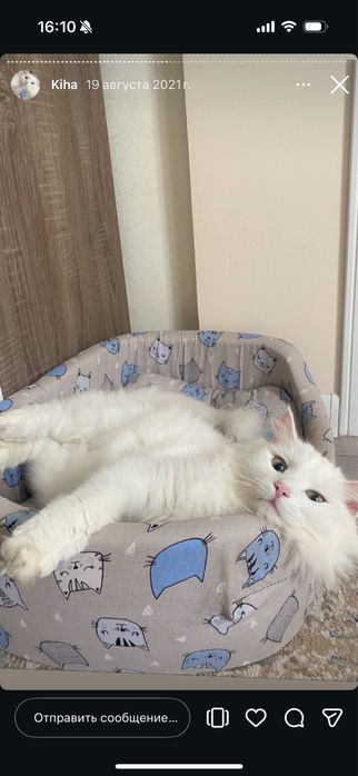 Отдам кота БЕСПЛАТНО