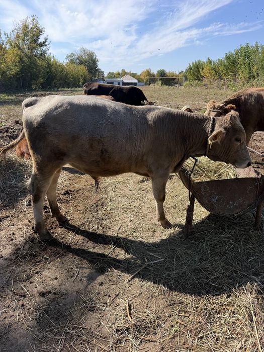 Продается скот, находится в Ешколмесе