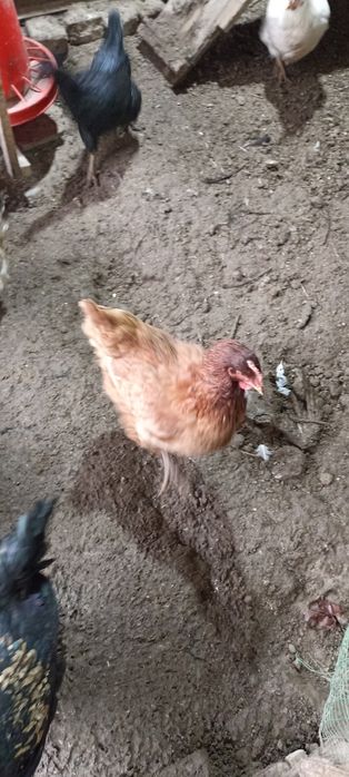 Хороз ва товуклар