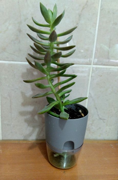 Продам комнатное растение (суккулент)