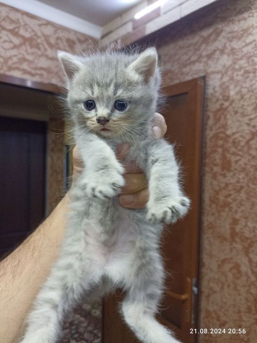 Regmi note 10 s hlus