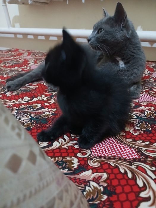 Кара кыз пышык бар