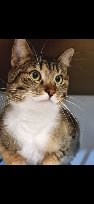 Donație pisica are 2 ani