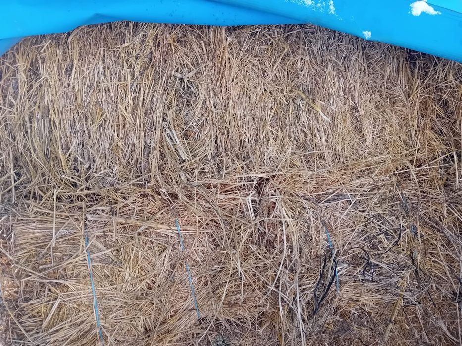 Baloti de Lucerna trifoi