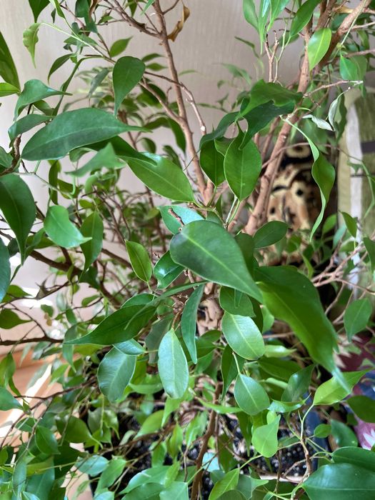 Фикус бенджамина
