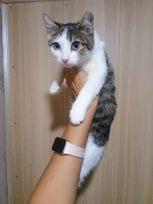 Отдам в добрые руки котенка