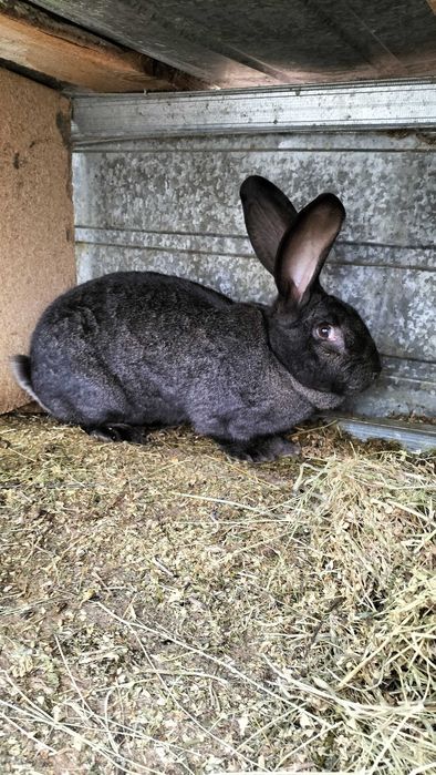 Iepuroaica gestanta disponibila