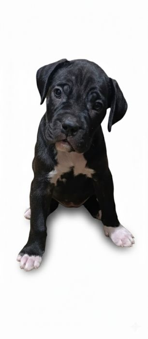 Кане-корсо резерв