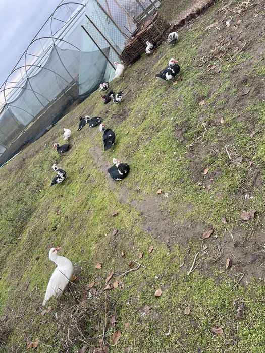 Vand rațe multe leșești