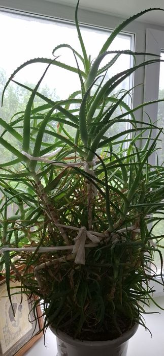 Продам Алое целиком