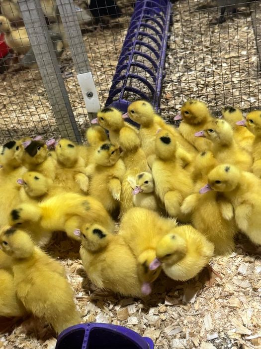 Гуси крупо серые