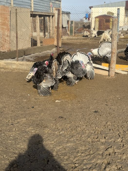 Индюк кораздары сатылады