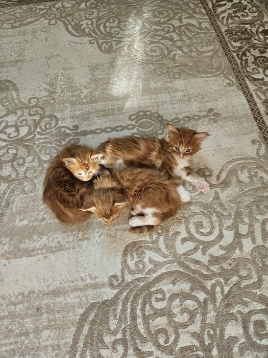 Мейн кун котята