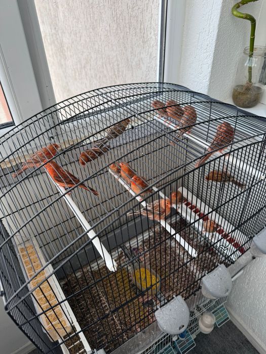 Canari de vanzare