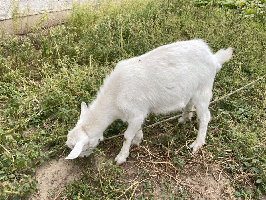 2 Ешкі сатылады, Продается козлята пародистые