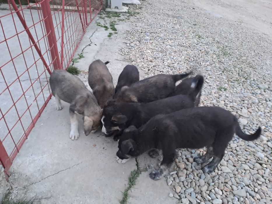 Donez adoptie pui caine Catei catelusi Metis, talie medie