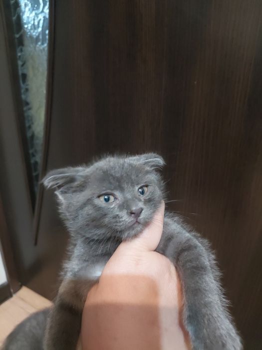 Дотдаем котят в хорошие руки