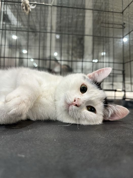 Пристраивается очень милый котенок!7 мес