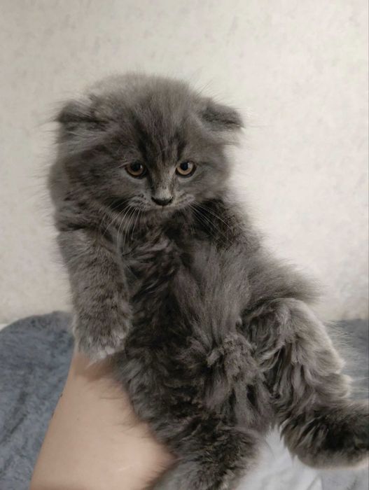 Продается котенок скотиш фолд мальчик хайленд