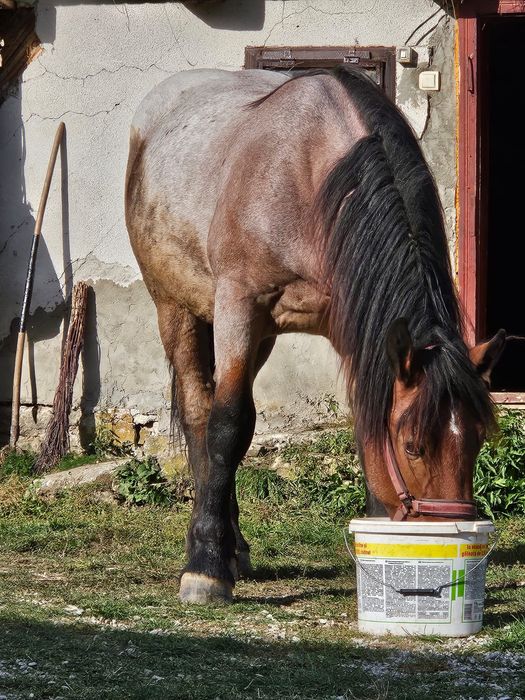 Cal castrat de vânzarepentru detalii  0753689271