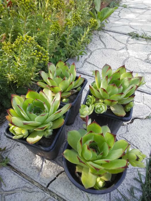 Дебелец  и  два вида седум