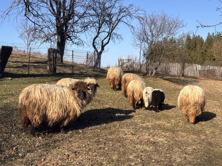 Miei de vanzare urgent