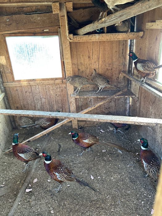 Фазани свободни налични