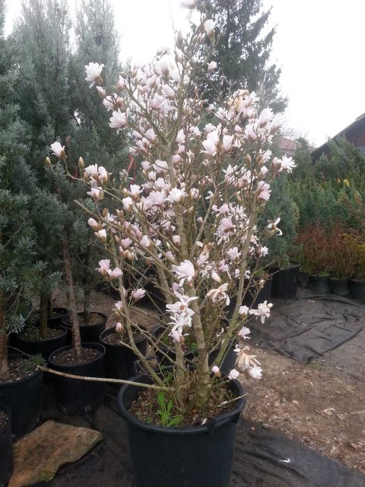 tuia smarald de la 1-3 m cu balot, mesteacăn, tei, platan, brazi
