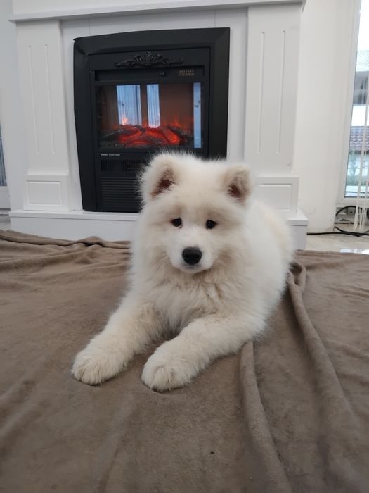 Samoyed fetita din parinti cu pedegree