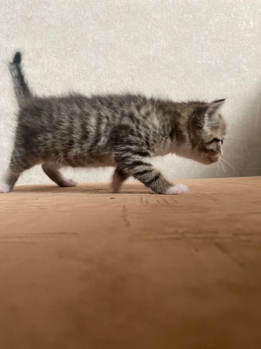 Котенок девочка