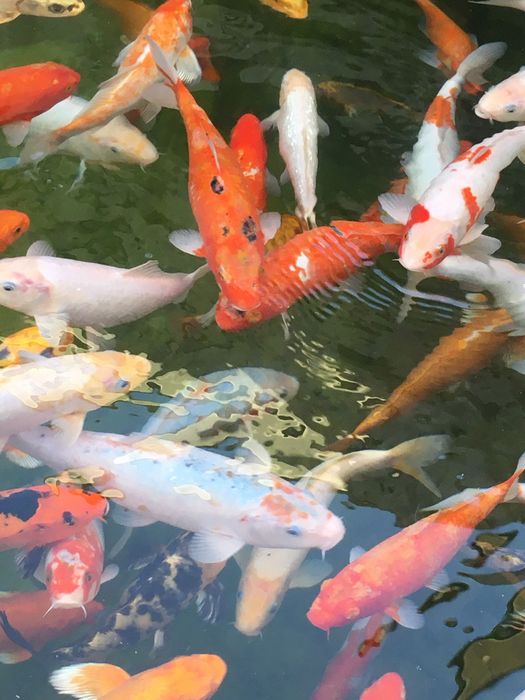 Арзон нардан коя балик,лари сотилади оптом