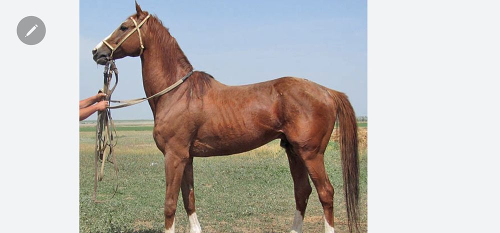 Тойлар бор,арендага берилади,сотилади хам.