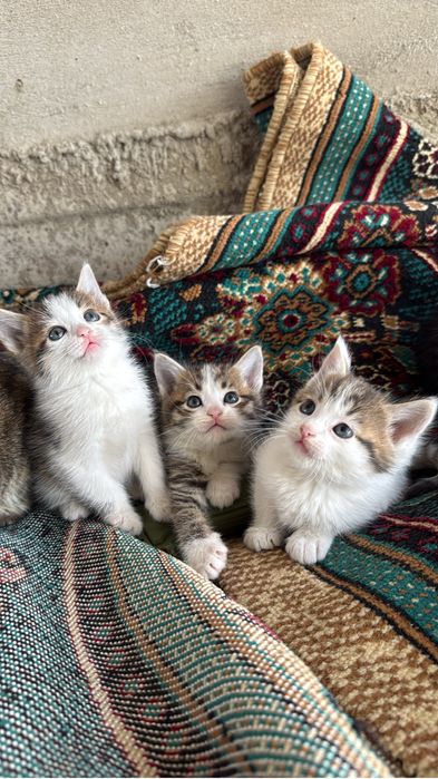Малинкие котята  отдам даром