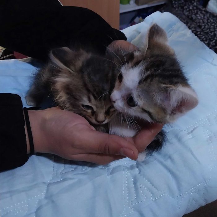 отдам котят в добрые руки