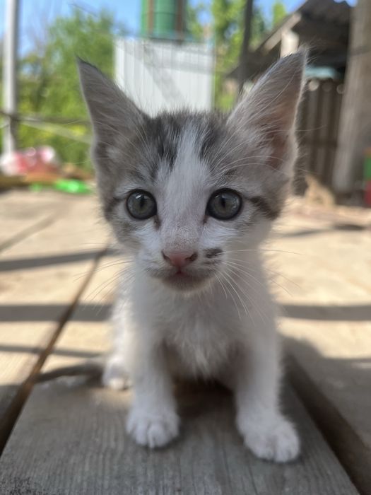 Отдам котенков 1,5 мес.