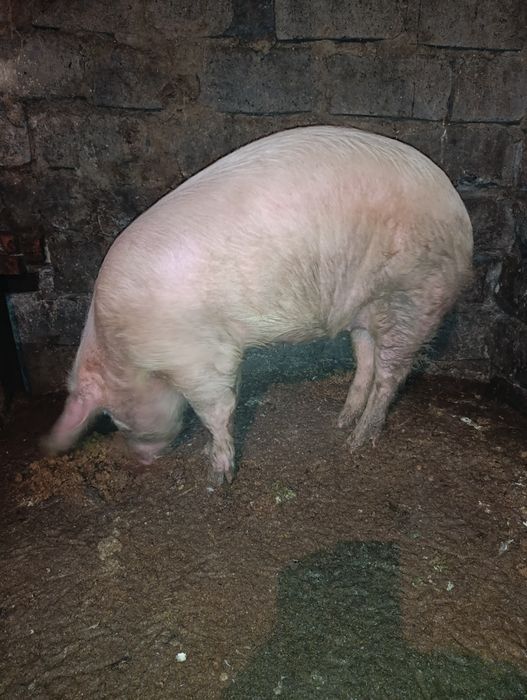 Продам свинью целиком
