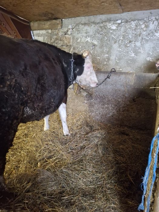 Vând 2  vaci BR tinere