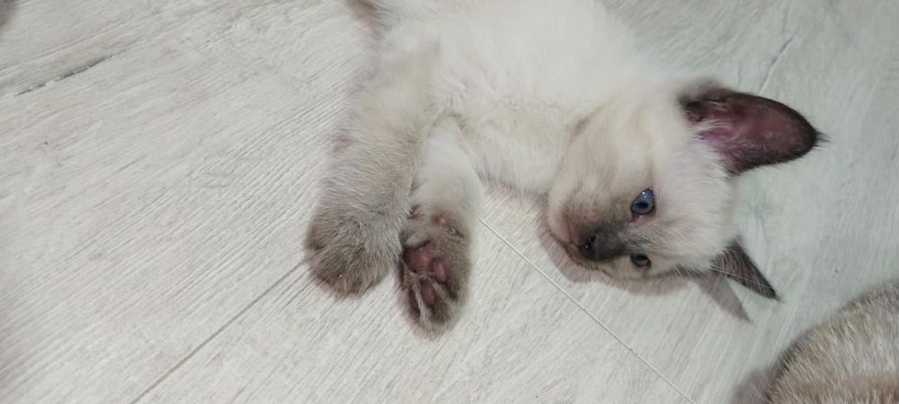 Отдам котят , мальчики и девочка.