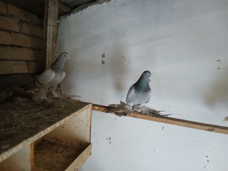 Сотилади Перслар донаси 400 сум дан