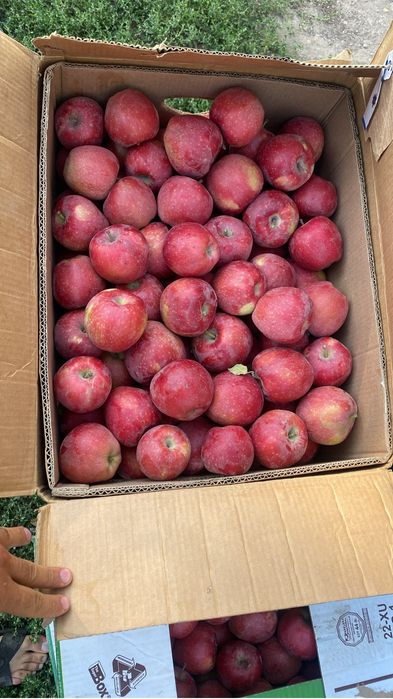 Продам яблоки в коробках готовые