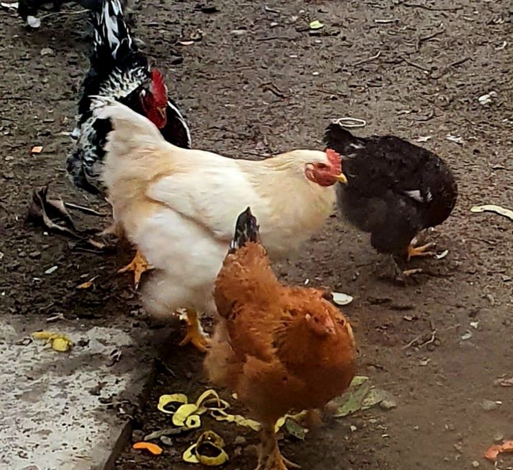 Хурозни эркаги бор