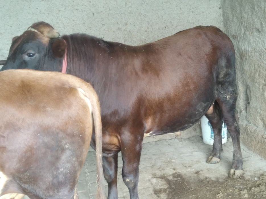 Buqa sotiladi  kelishamiza