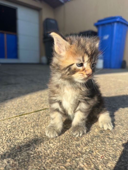 Pui Maine coon cu pedigree disponibili înainte de Craciun